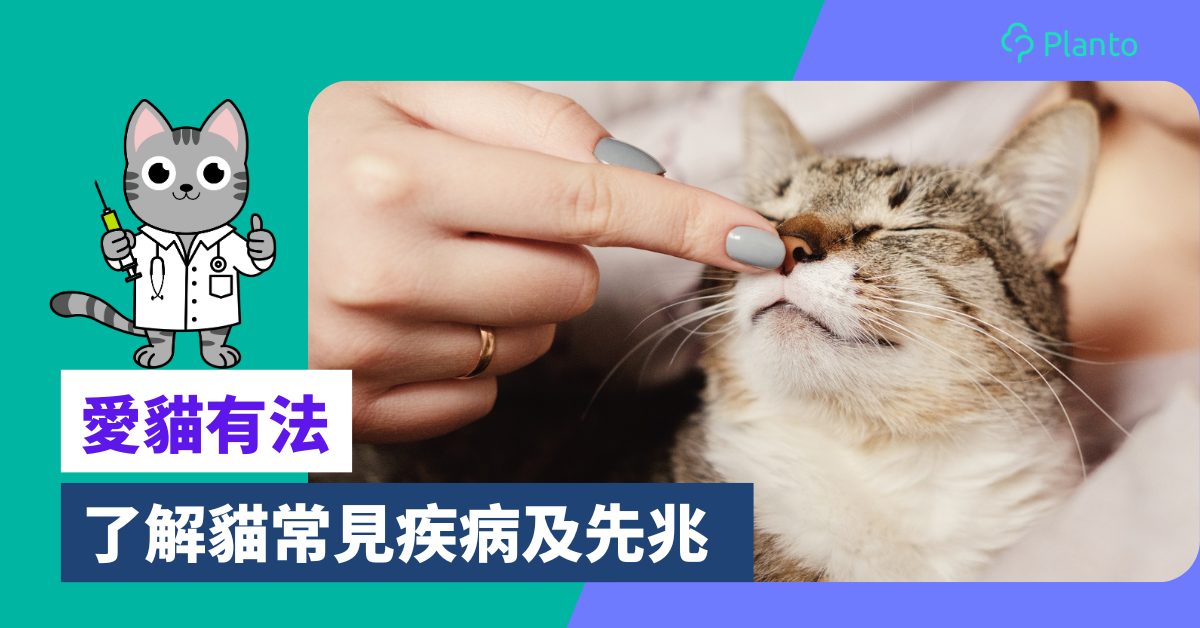 貓咪疾病｜了解貓皮膚病、貓心臟病、貓腎病等常見貓疾病及先兆